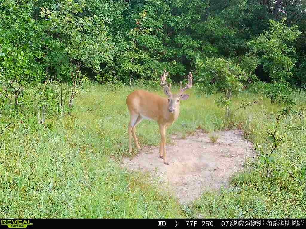6464 Kolb Hollow Road Climax Springs, MO 65324 - Photo 44 of 51