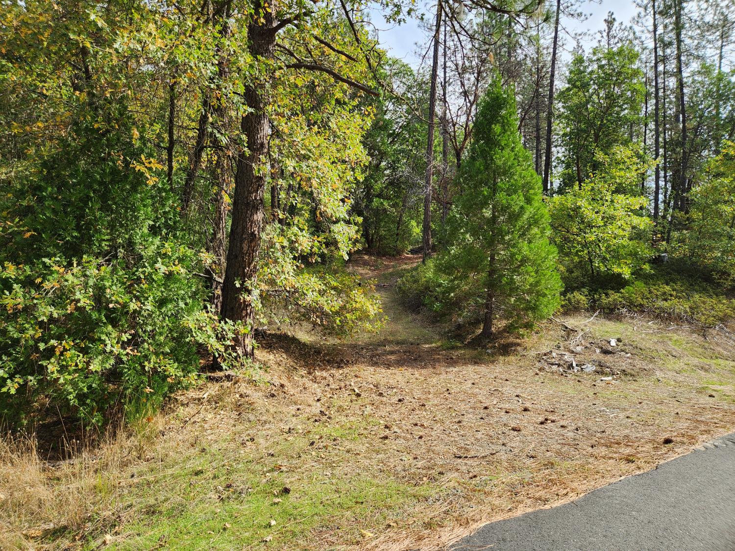 13786 Moonshine Road Camptonville, CA 95922 - Photo 8 of 53