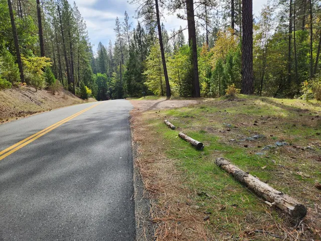 a view of a yard with plants and trees