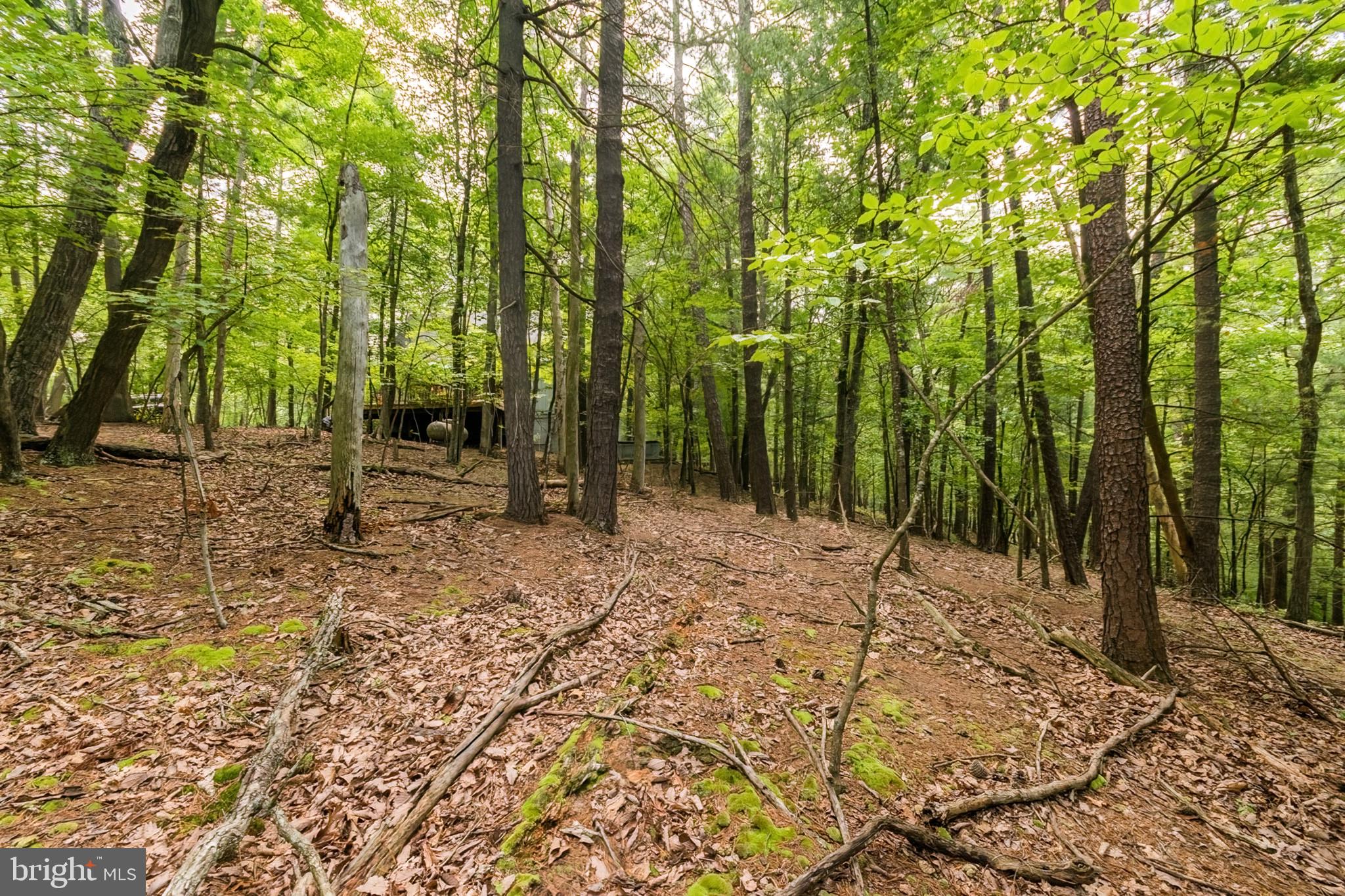 85 Valley View Road Basye, VA 22842 - Photo 4 of 54