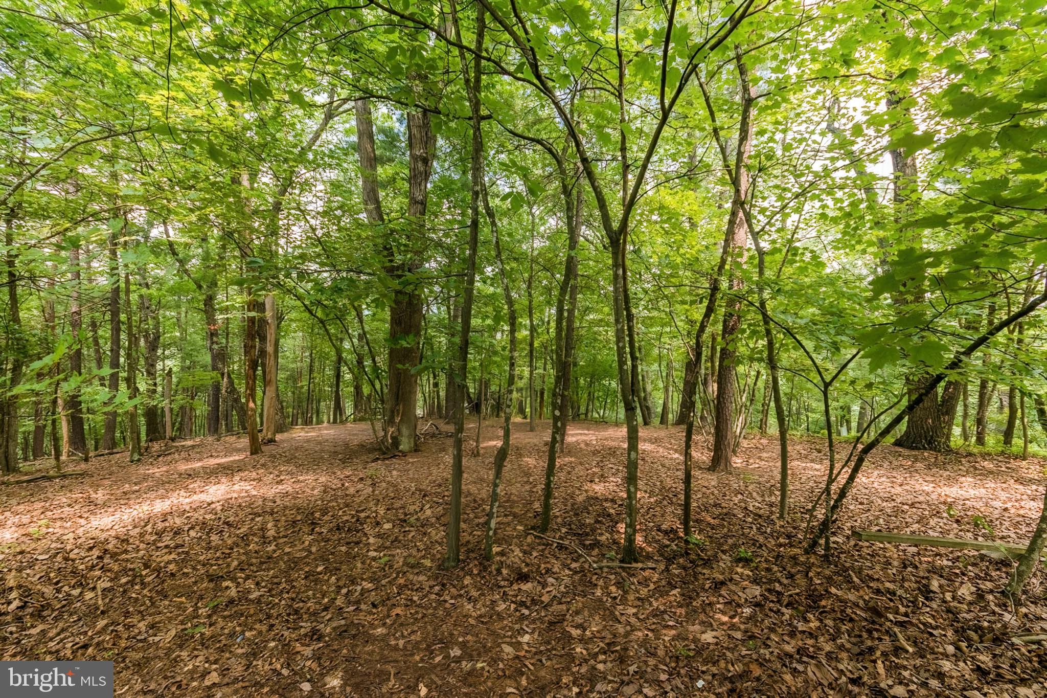 85 Valley View Road Basye, VA 22842 - Photo 6 of 54