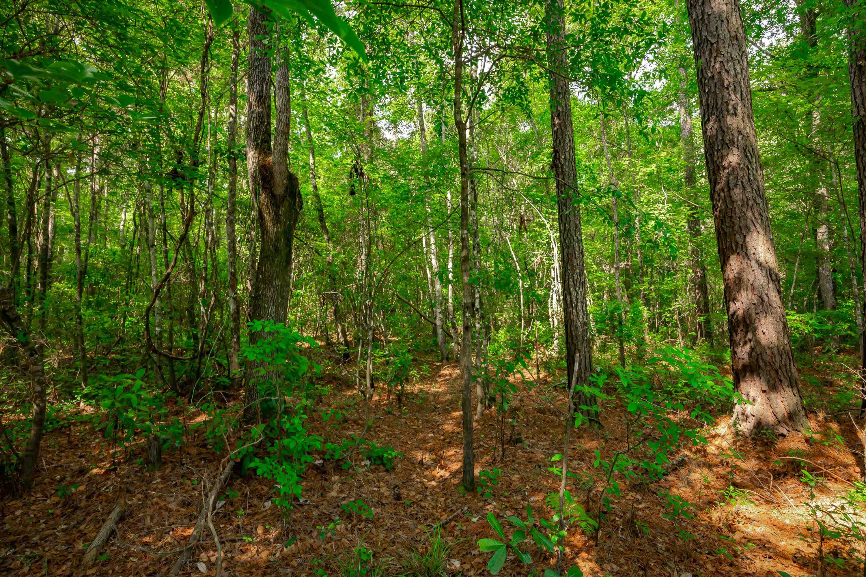 0 Sand Plant Road Nichols, SC 29581 - Photo 14 of 29