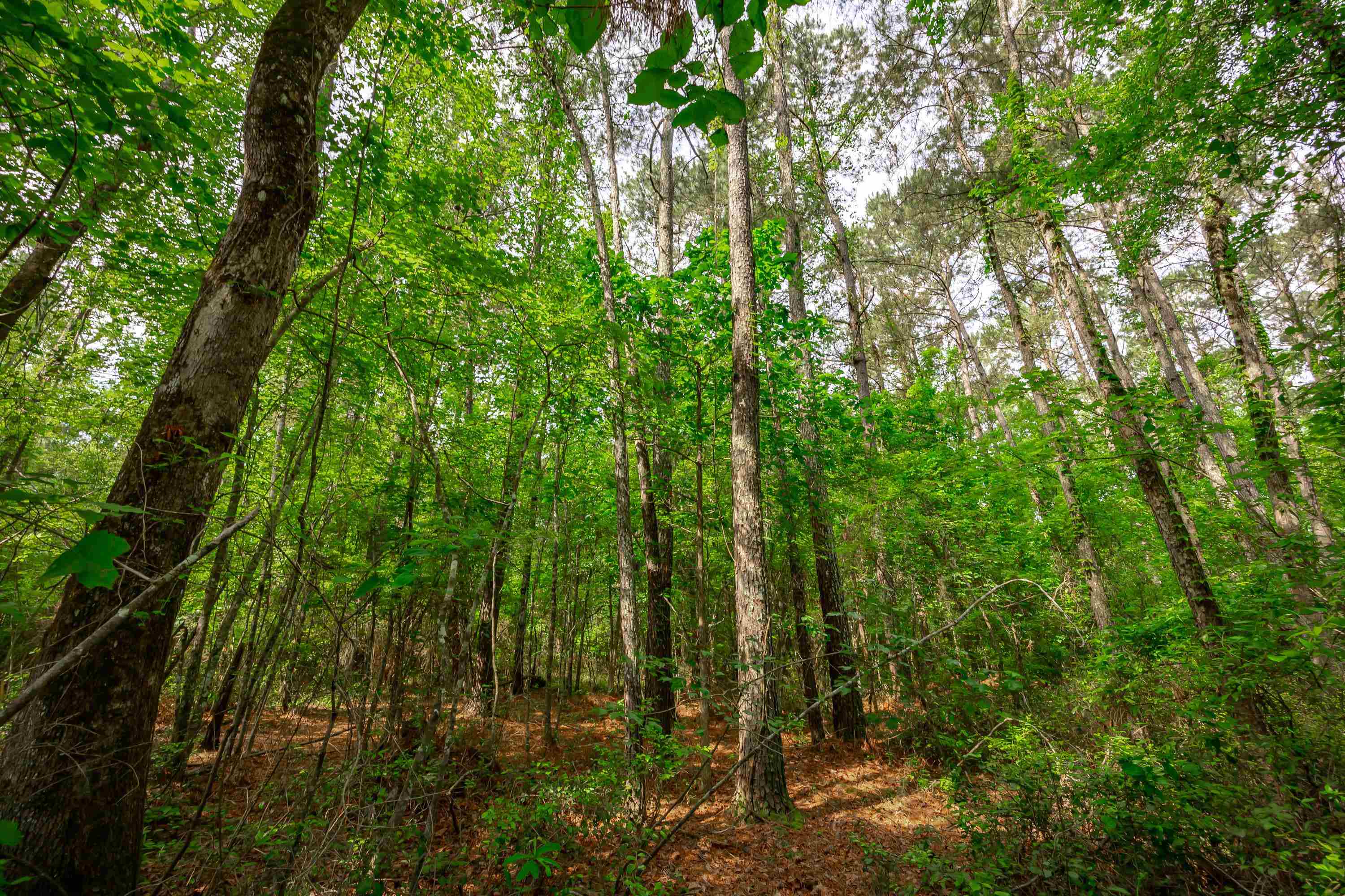 0 Sand Plant Road Nichols, SC 29581 - Photo 15 of 29