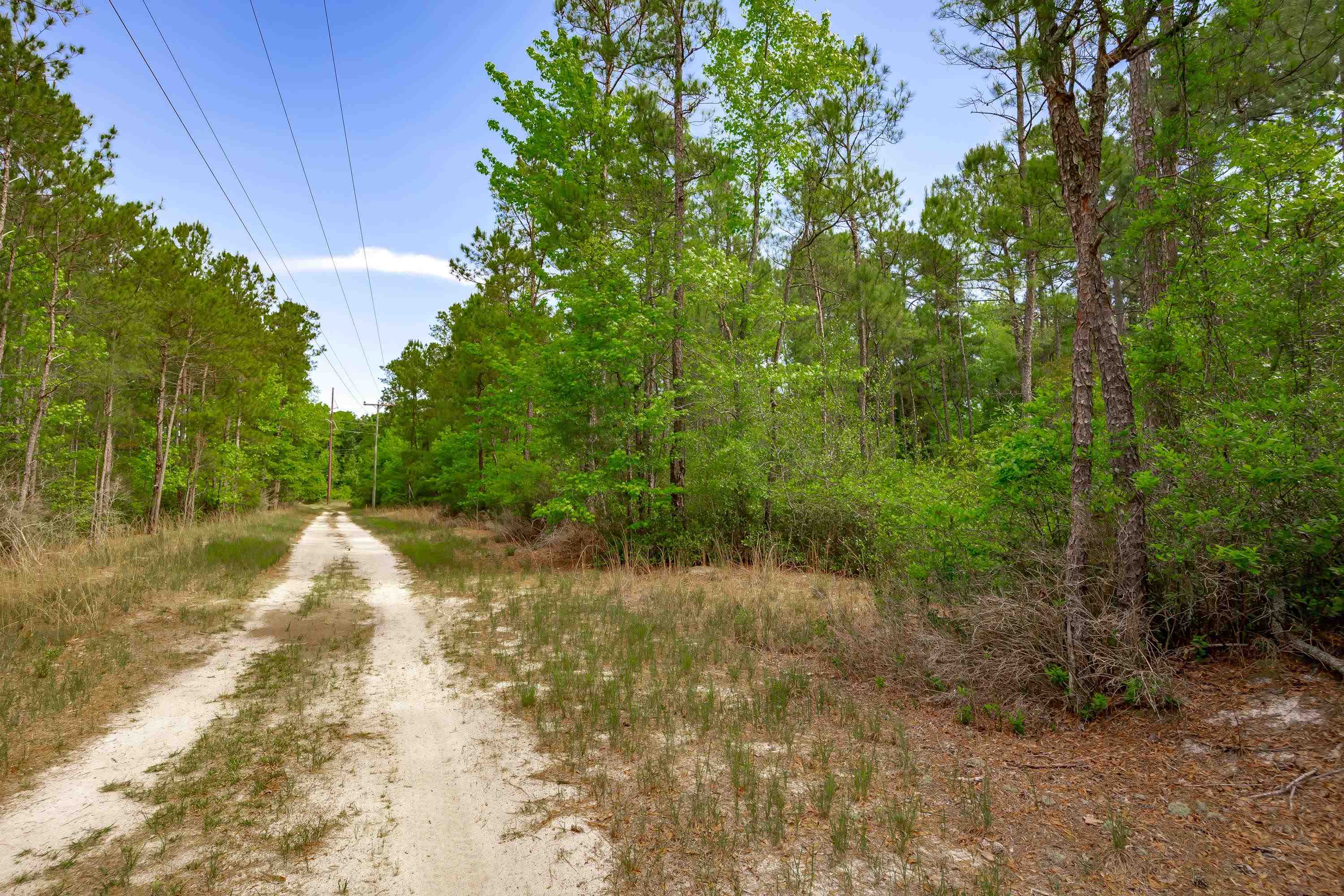 0 Sand Plant Road Nichols, SC 29581 - Photo 16 of 29