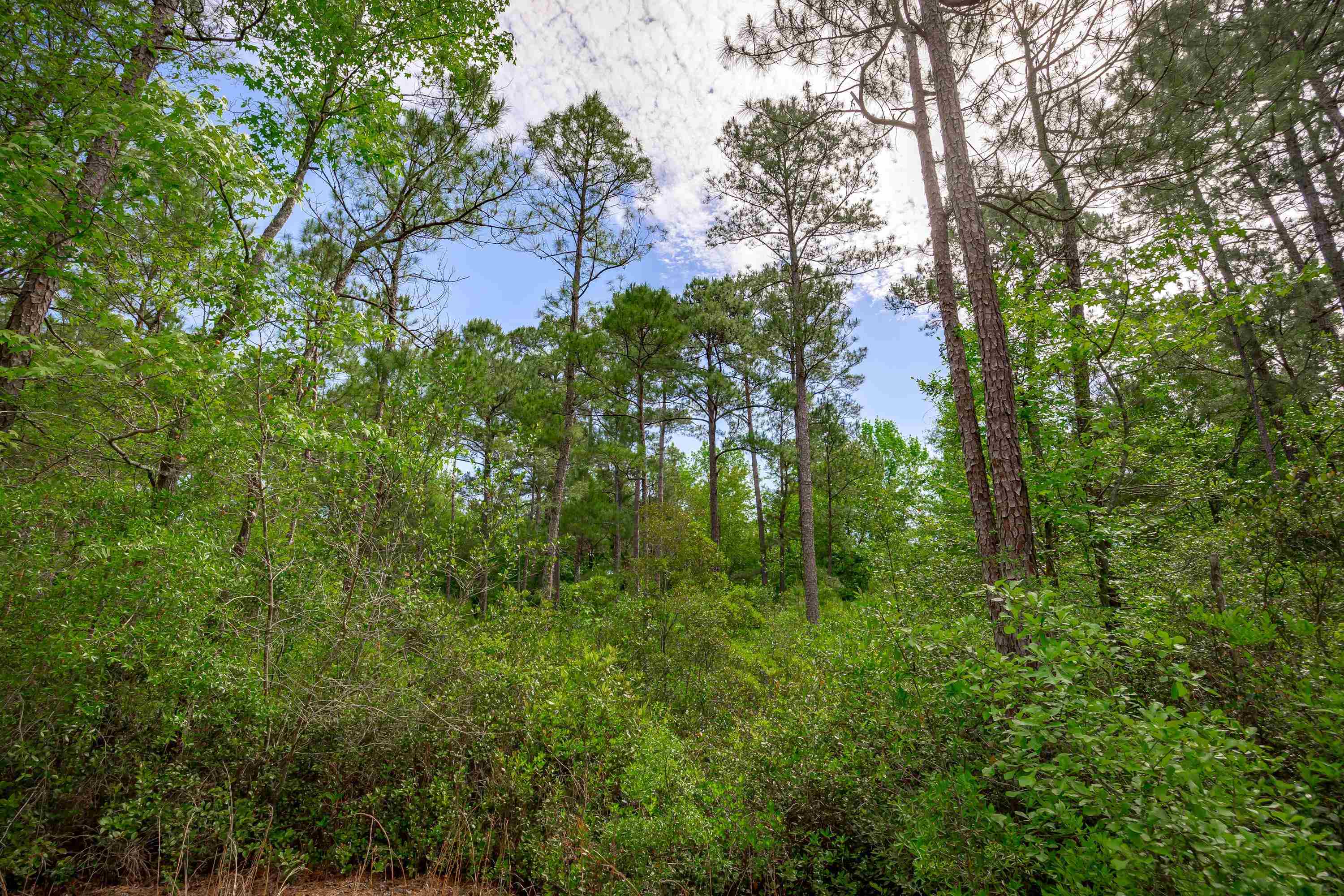 0 Sand Plant Road Nichols, SC 29581 - Photo 17 of 29