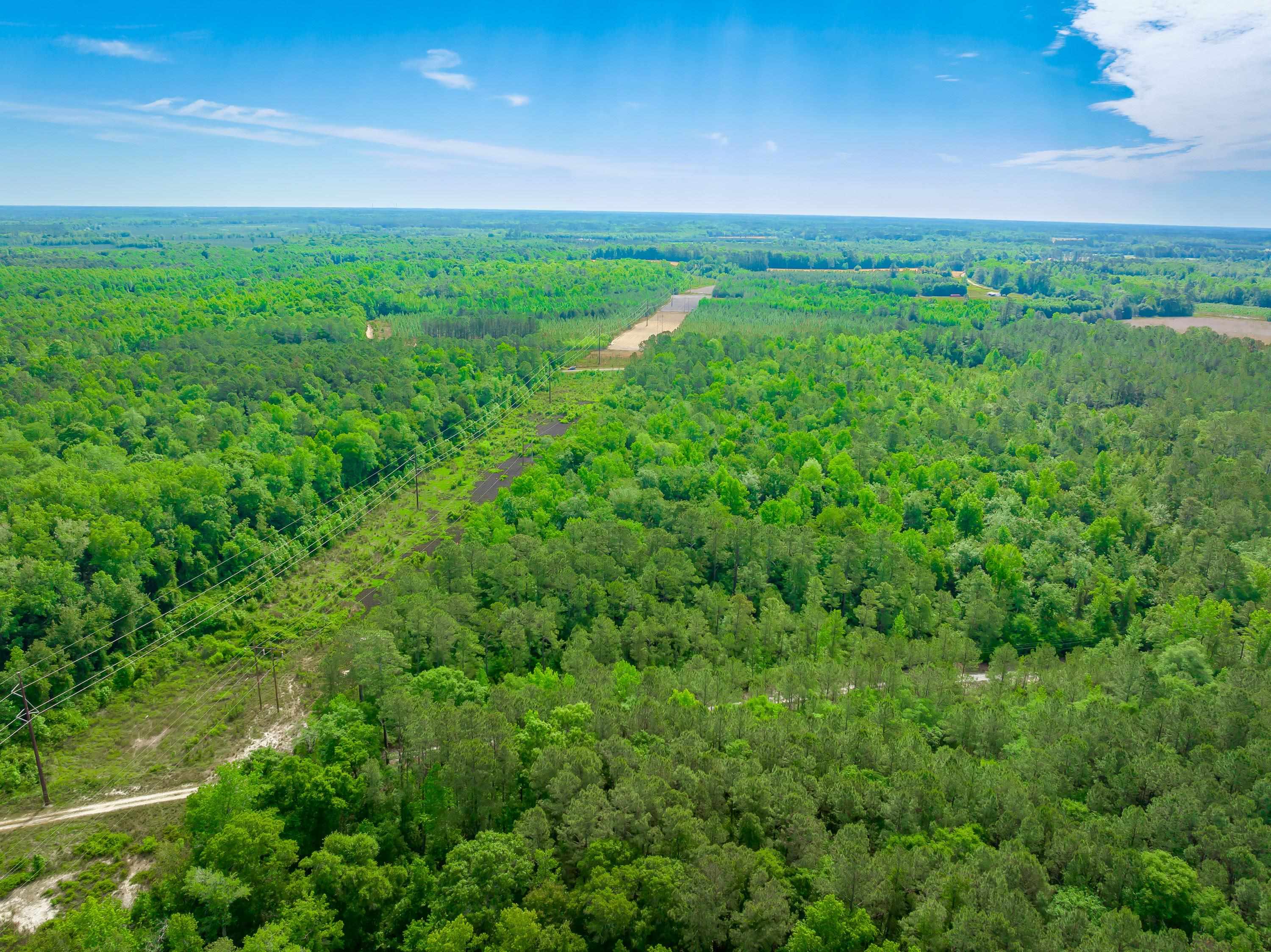 0 Sand Plant Road Nichols, SC 29581 - Photo 9 of 29