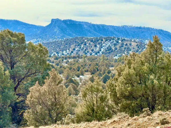 a view of a tree with a tree in the background