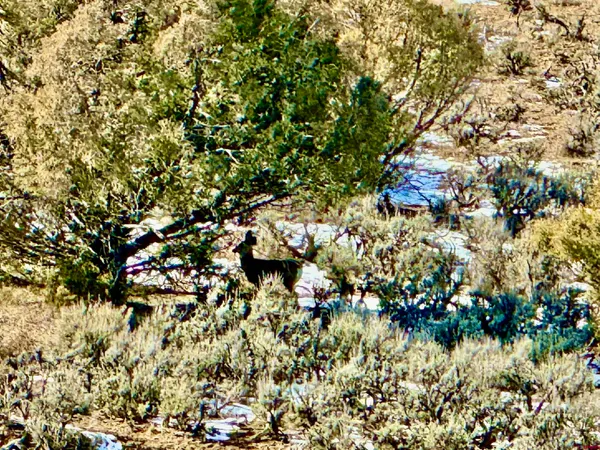 a view of a tree with plants in front of it