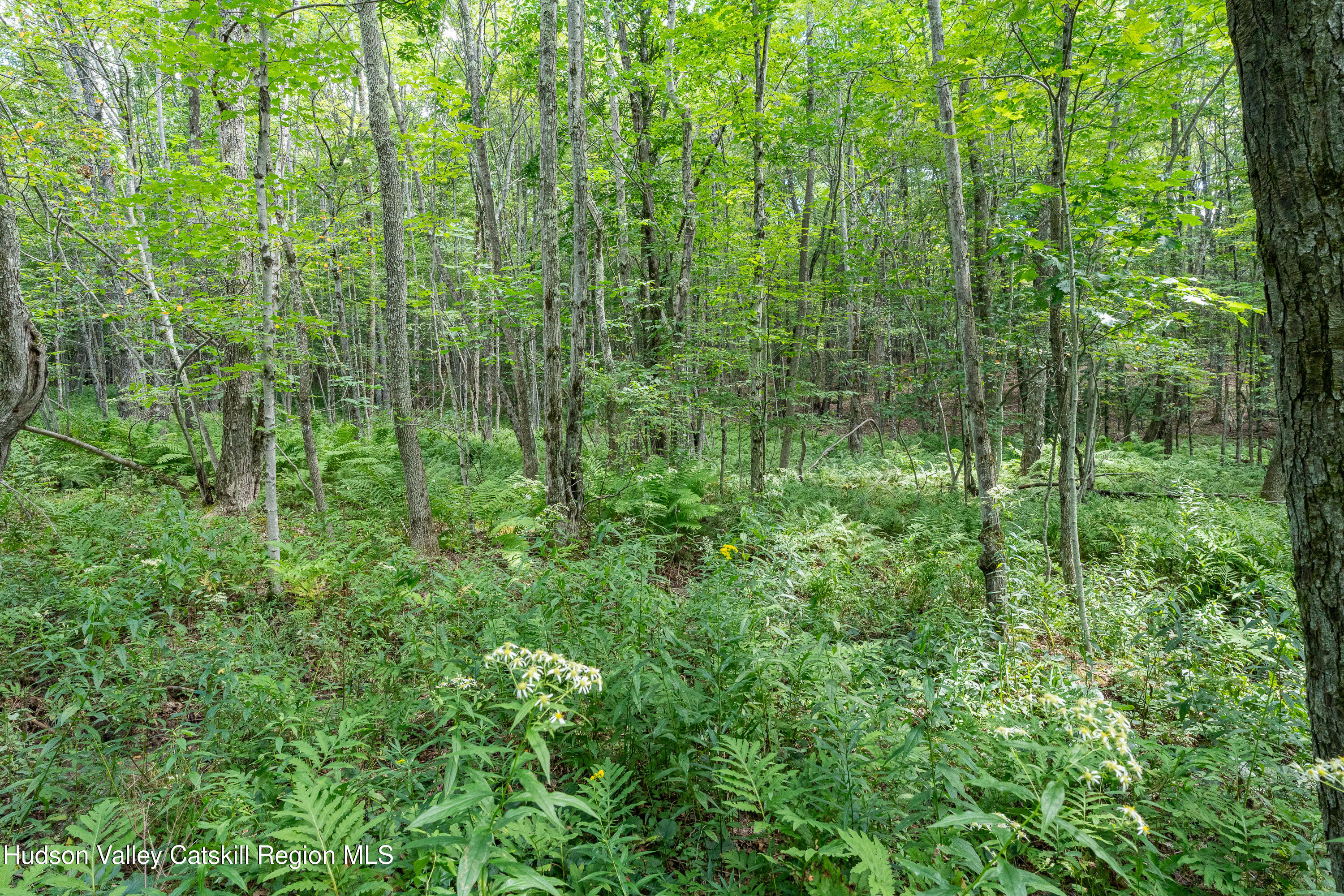 0 Joe Todd Road Fleischmanns, NY 12430 - Photo 12 of 18 a view of a lush green forest