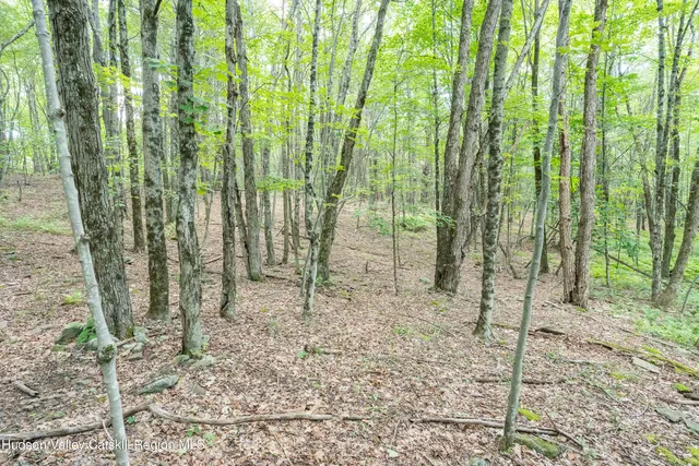 a view of yard with large trees and plants