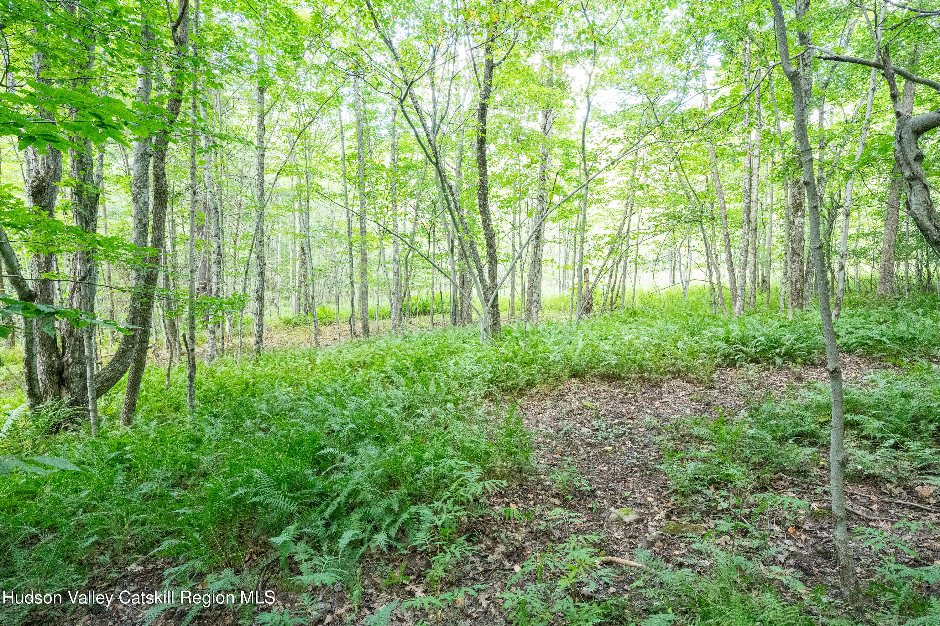 0 Joe Todd Road Fleischmanns, NY 12430 - Photo 14 of 18 a view of yard with large trees and plants