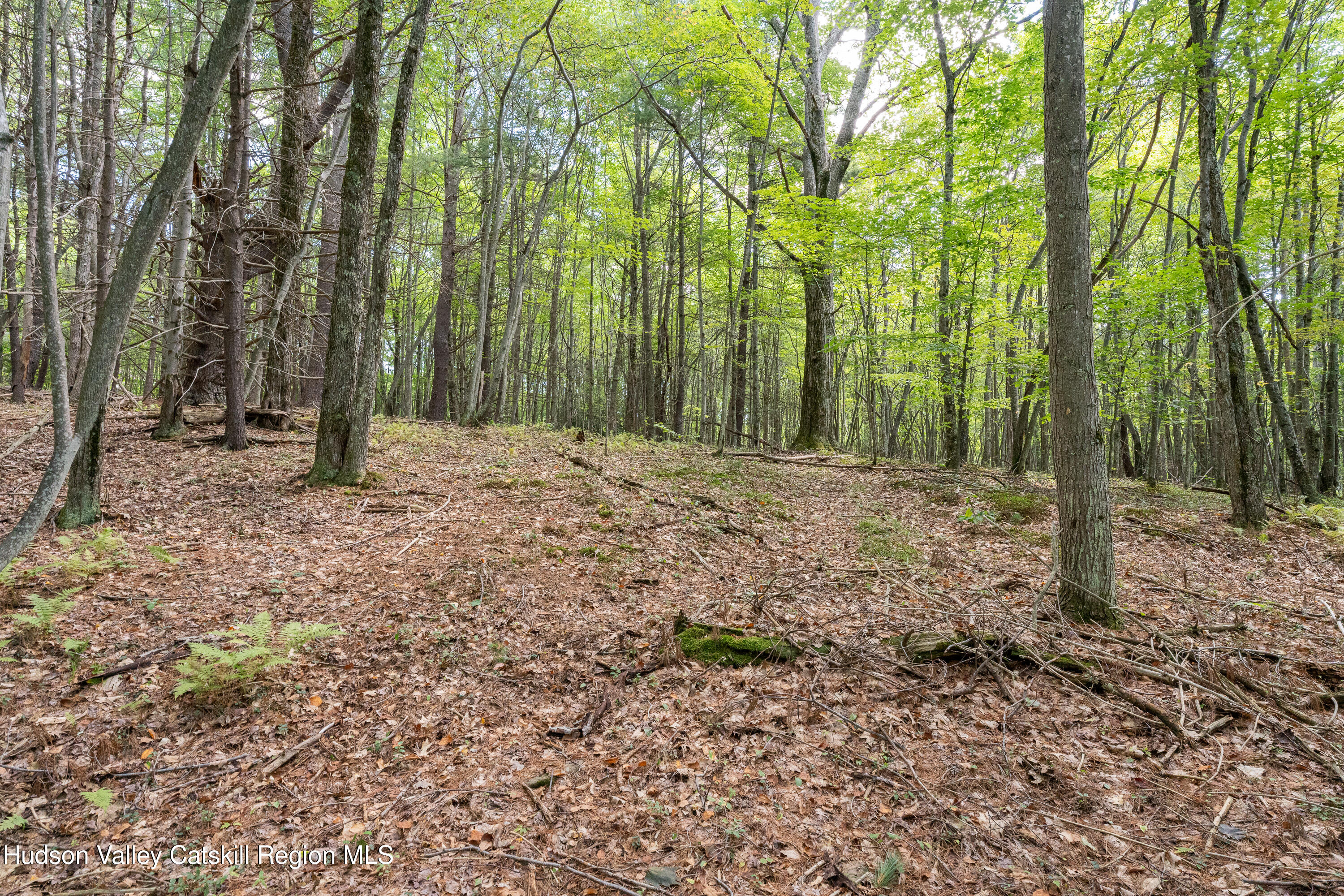 0 Joe Todd Road Fleischmanns, NY 12430 - Photo 17 of 18 a big yard with lots of green space and trees