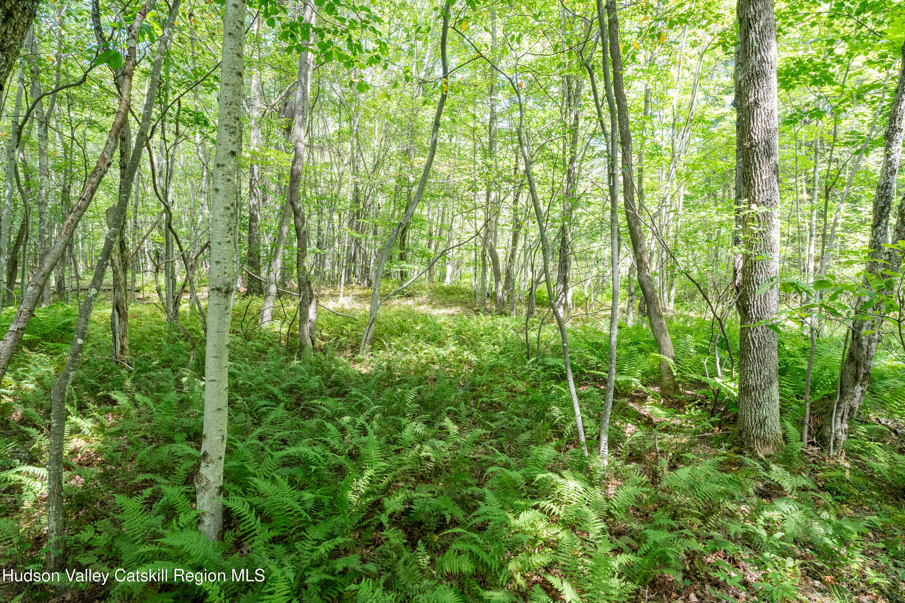 0 Joe Todd Road Fleischmanns, NY 12430 - Photo 4 of 18 a view of yard with lush green forest