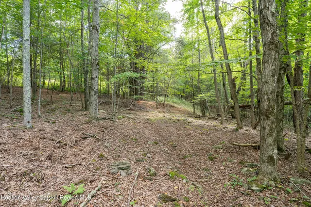 a view of a lush green forest