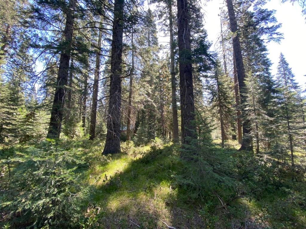3-e-45 Red Fir Road McCloud, CA 96057 - Photo 27 of 33 Gallery Image 27