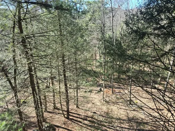 a view of a yard with a large tree
