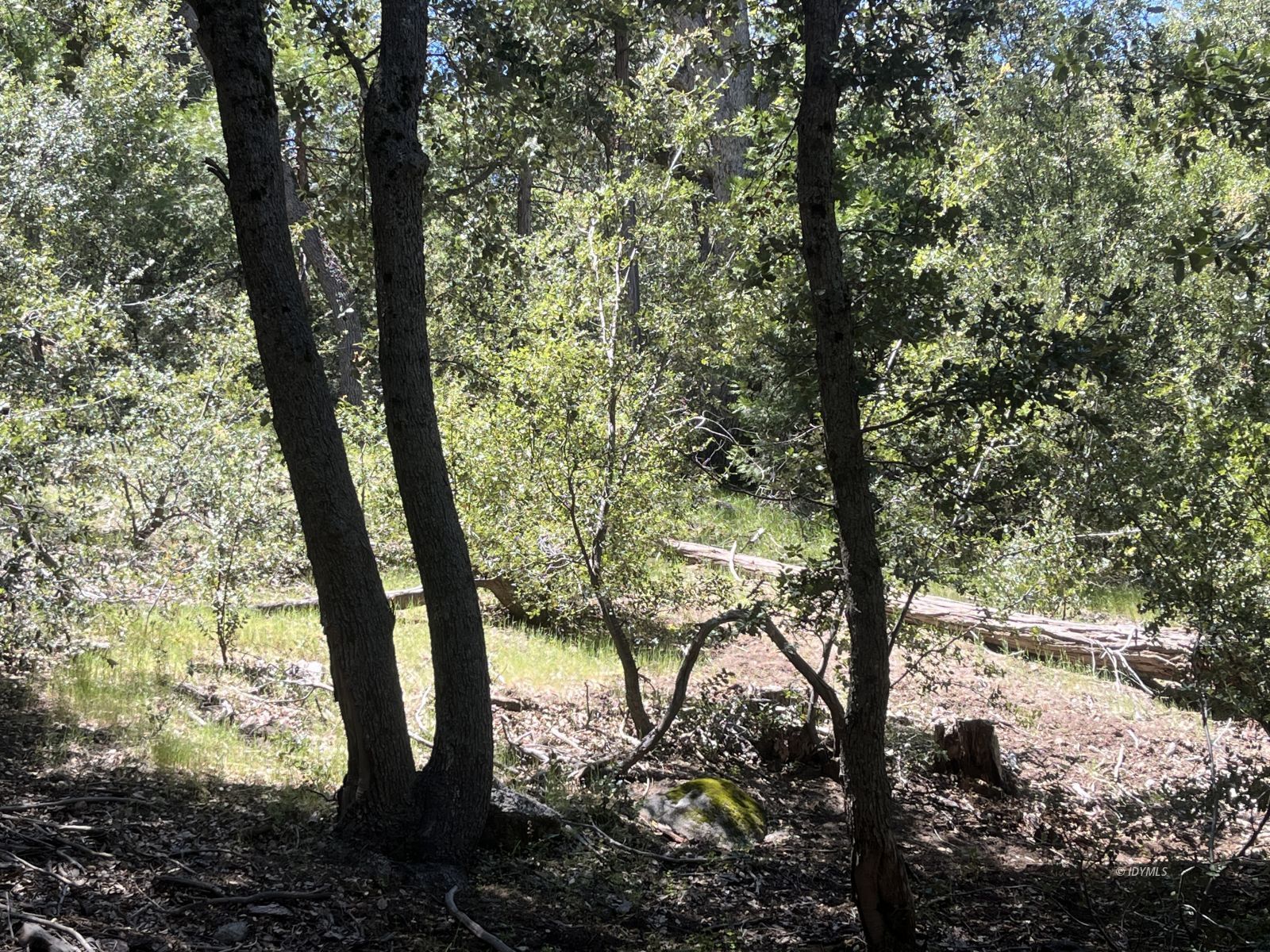 Middle Ridge Idyllwild, CA 92549 - Photo 7 of 15 Untitled