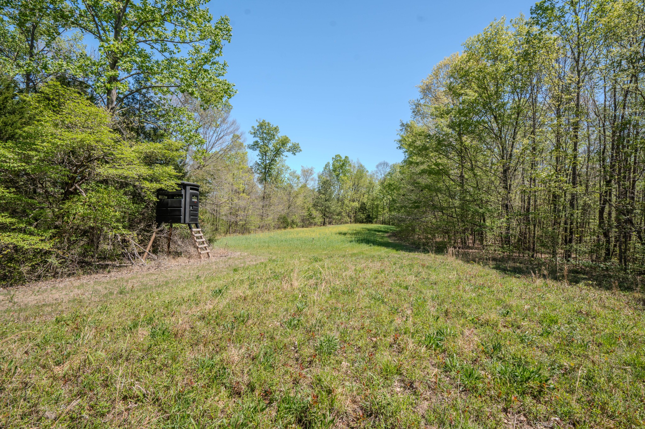2167 Powdermill Hill Road Lawrenceburg, TN 38464 - Photo 25 of 33 a view of a yard with a tree
