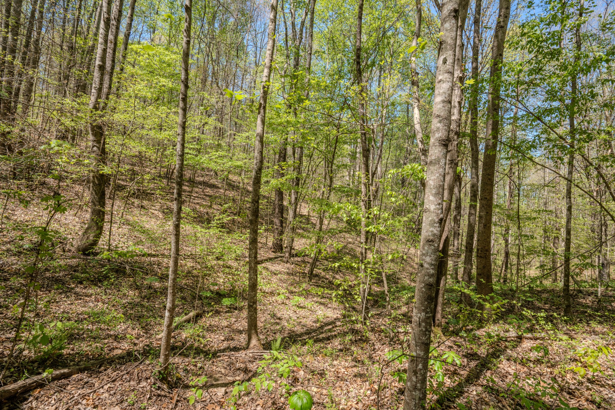2167 Powdermill Hill Road Lawrenceburg, TN 38464 - Photo 27 of 33