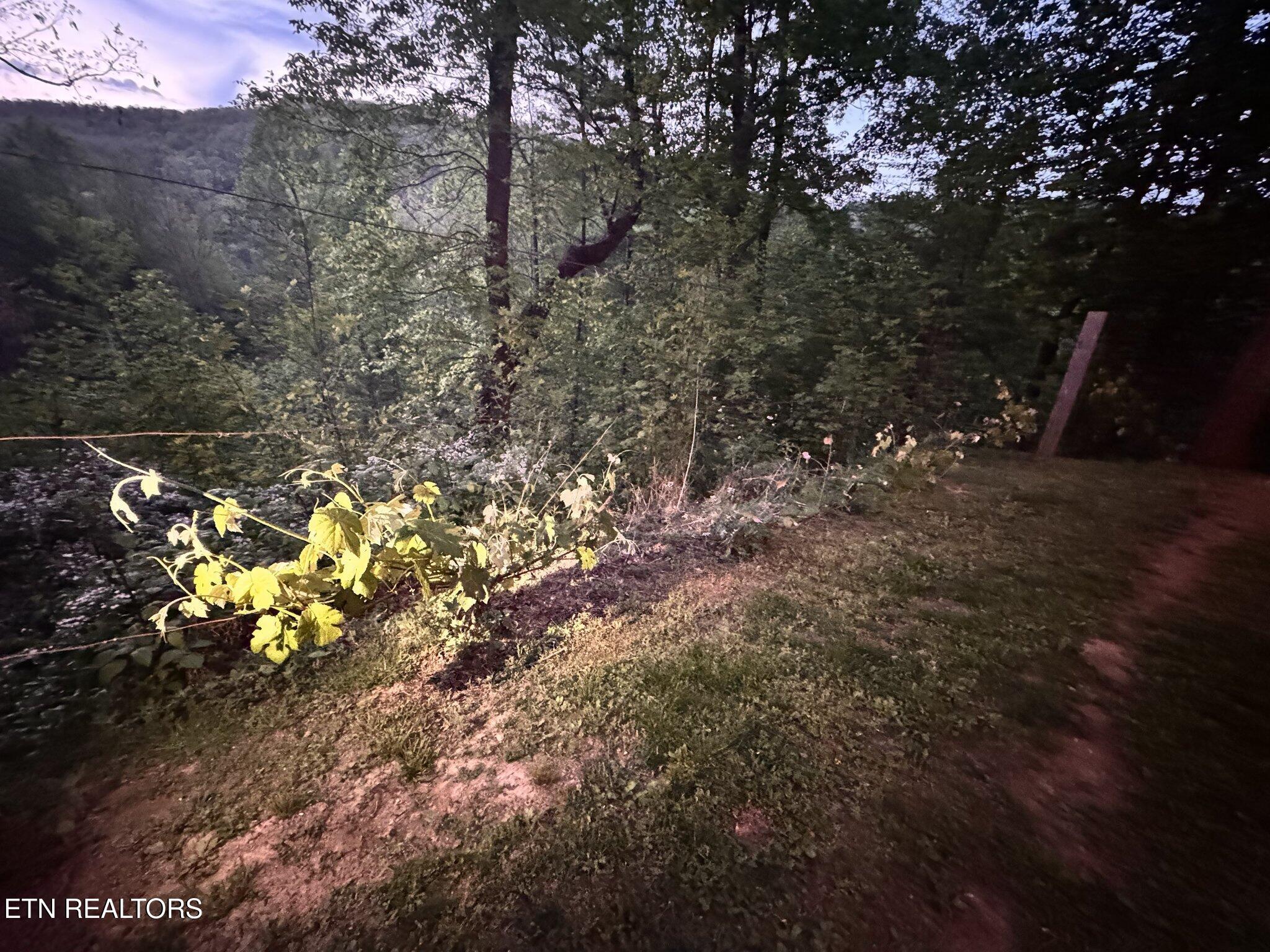 132 Sugar Maple Way Del Rio, TN 37727 - Photo 6 of 58 Grapevines