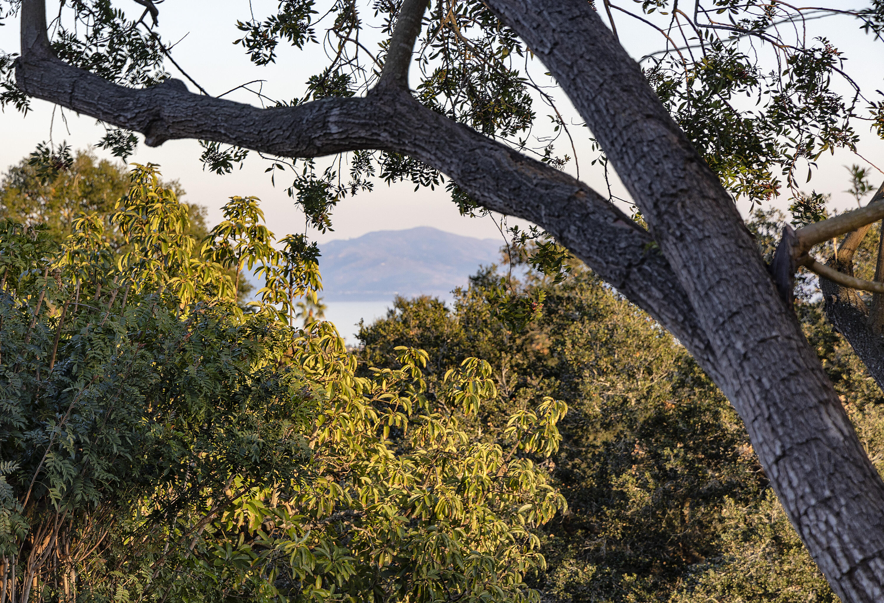 1514 Crestline Drive Santa Barbara, CA 93105 - Photo 22 of 25 a view of a large tree with a yard