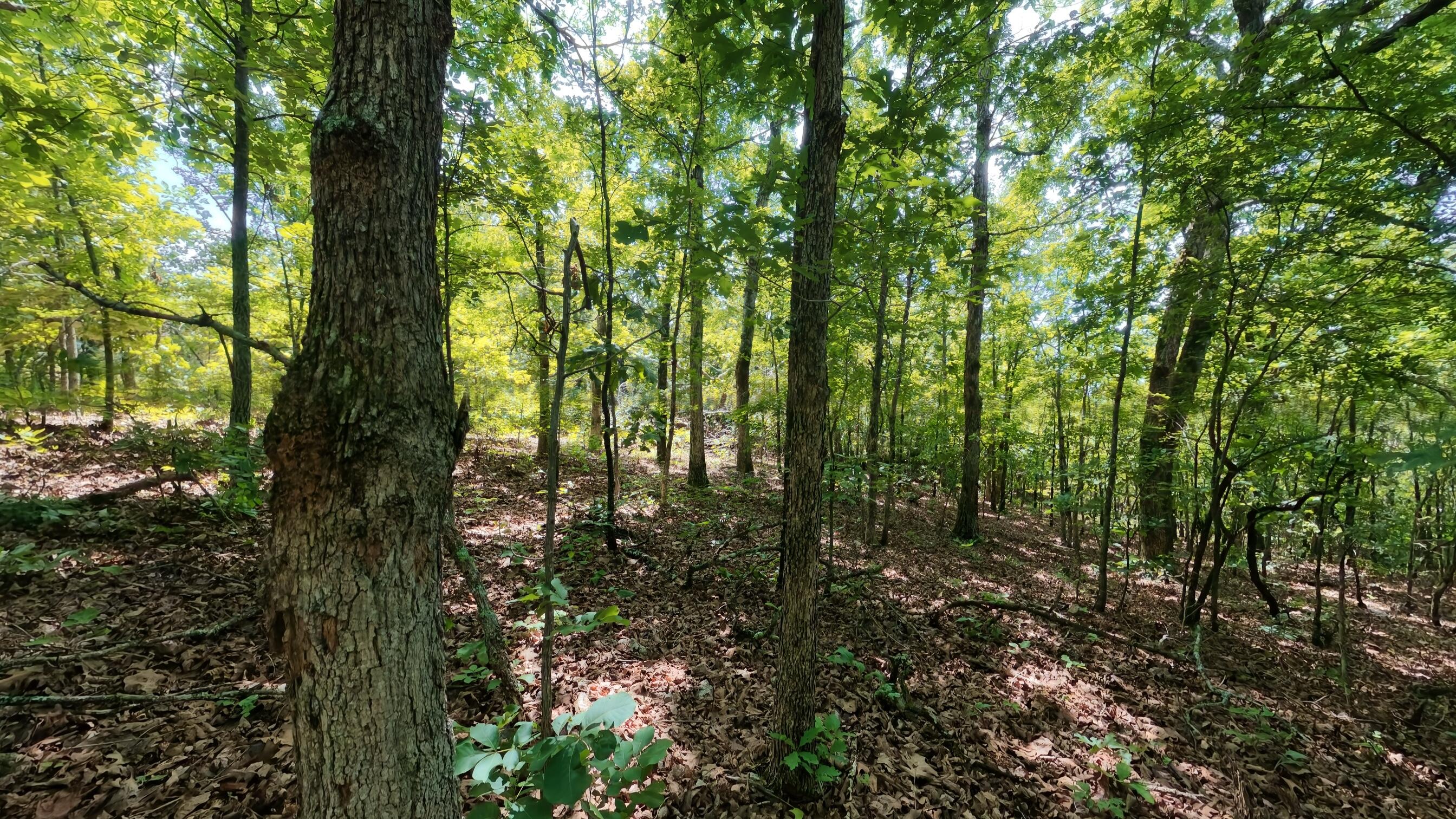 0 Ridgehaven Road Mammoth Spring, AR 72554 - Photo 3 of 23 10 acres008