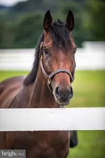 a view of a swimming pool with a lawn chairs under an umbrella