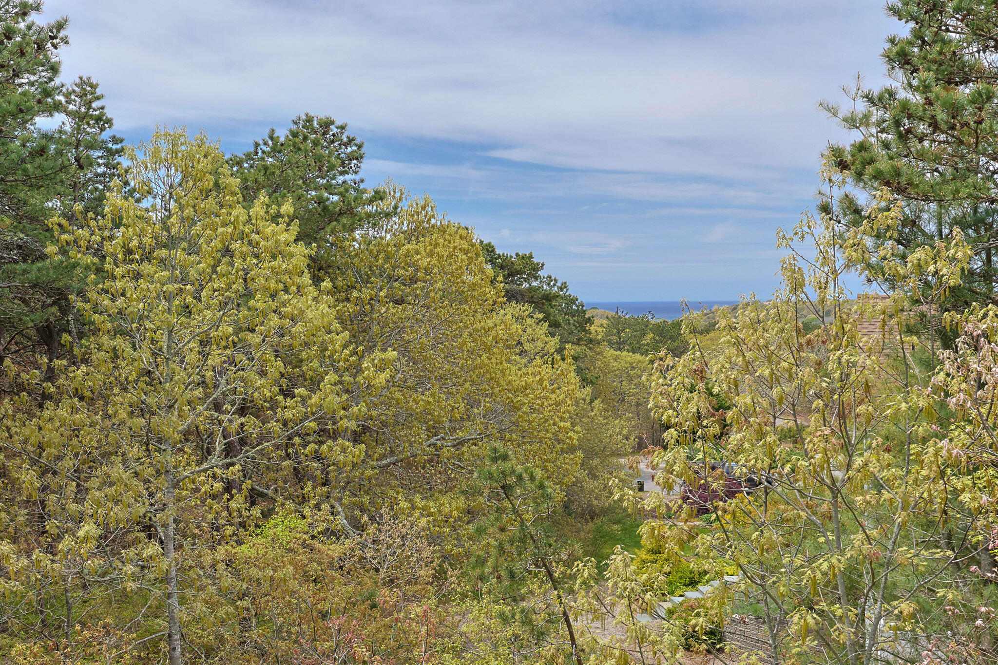 6 Short Lots Lane Truro, MA 02666 - Photo 37 of 63 a view of a bunch of a tree