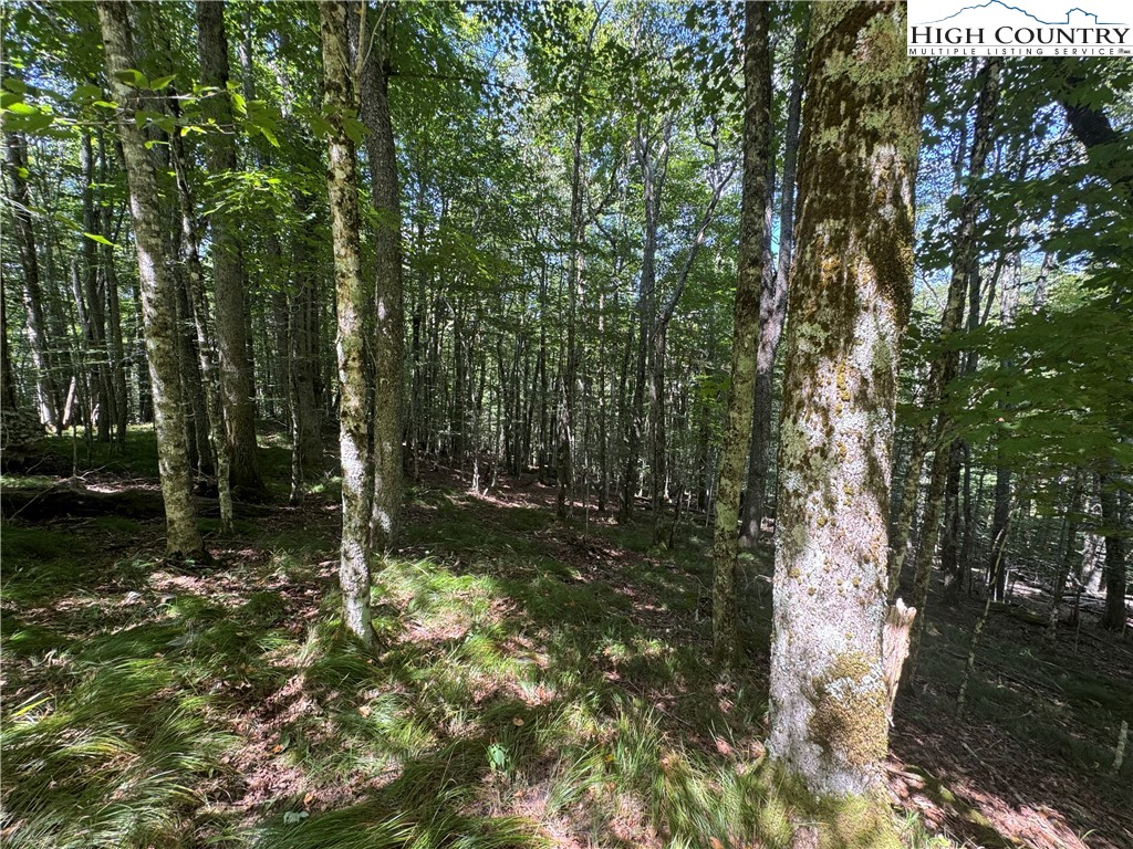 217 Sawmill Branch Road Beech Mountain, NC 28604 - Photo 12 of 45 a backyard of a house with lots of green space
