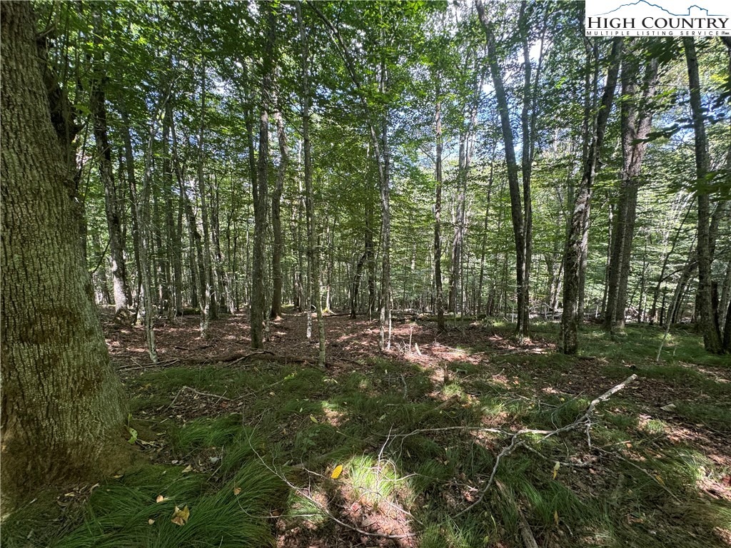 217 Sawmill Branch Road Beech Mountain, NC 28604 - Photo 14 of 45 a view of outdoor space and trees