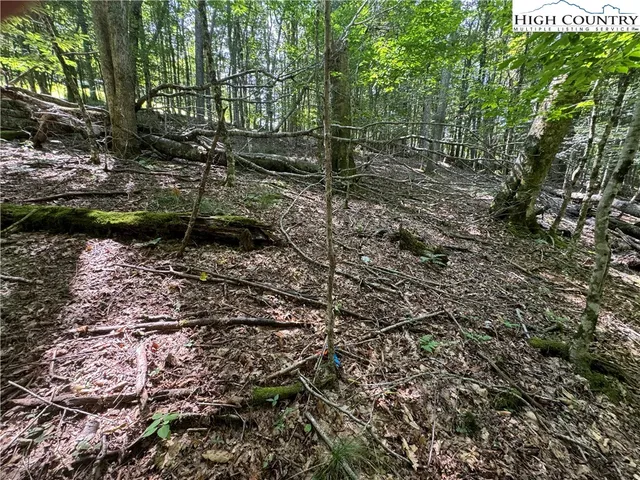 a view of a forest with trees