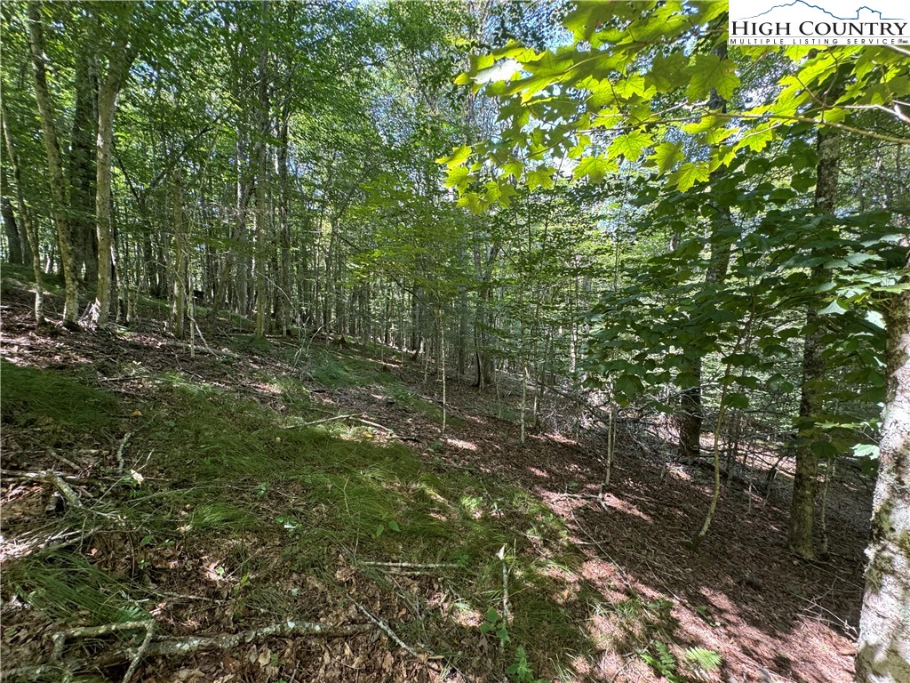 217 Sawmill Branch Road Beech Mountain, NC 28604 - Photo 19 of 45 a view of a lush green forest