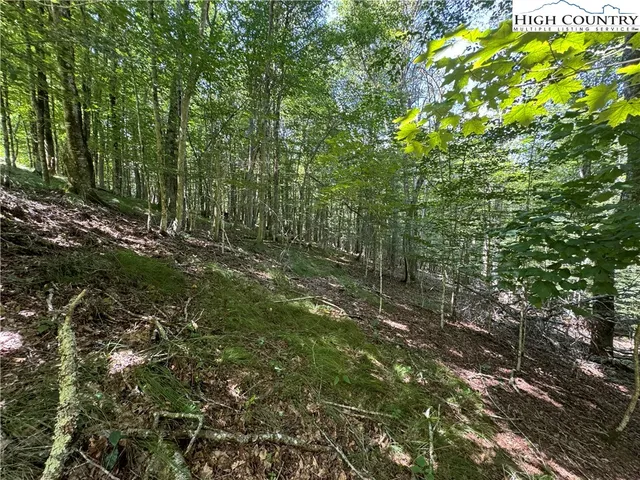 a view of a lush green forest