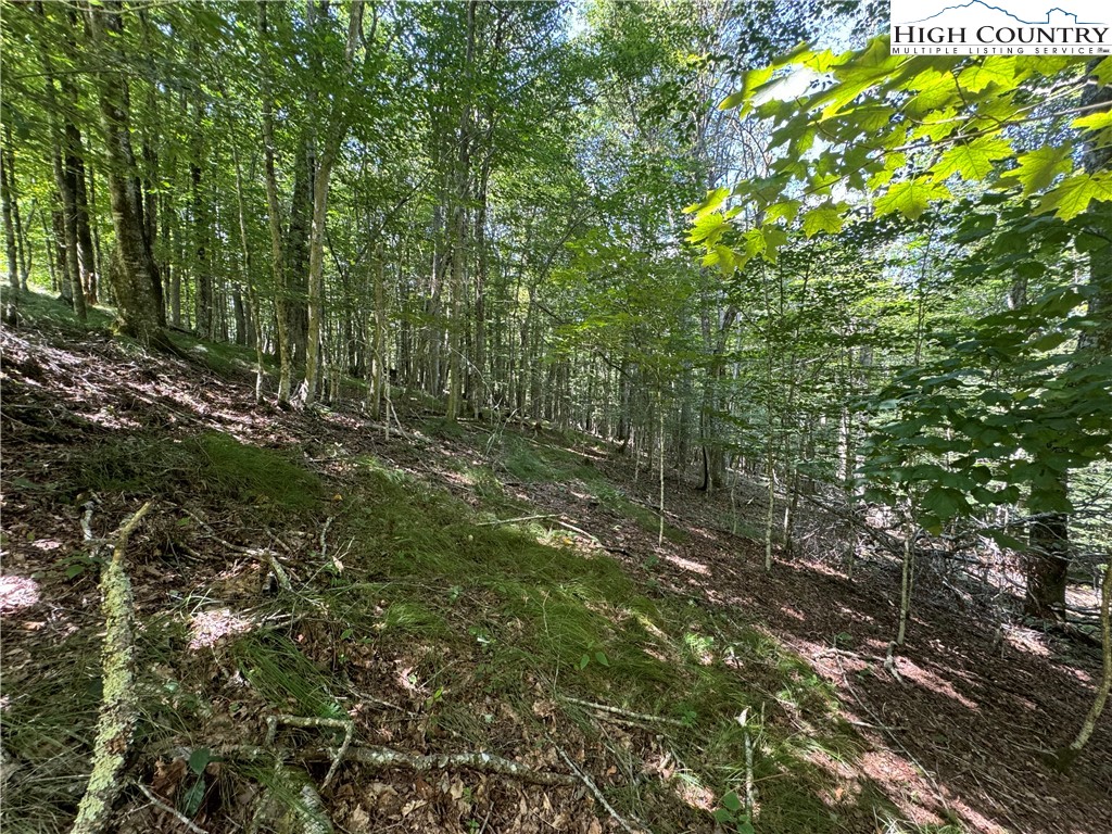 217 Sawmill Branch Road Beech Mountain, NC 28604 - Photo 20 of 45 a view of a lush green forest