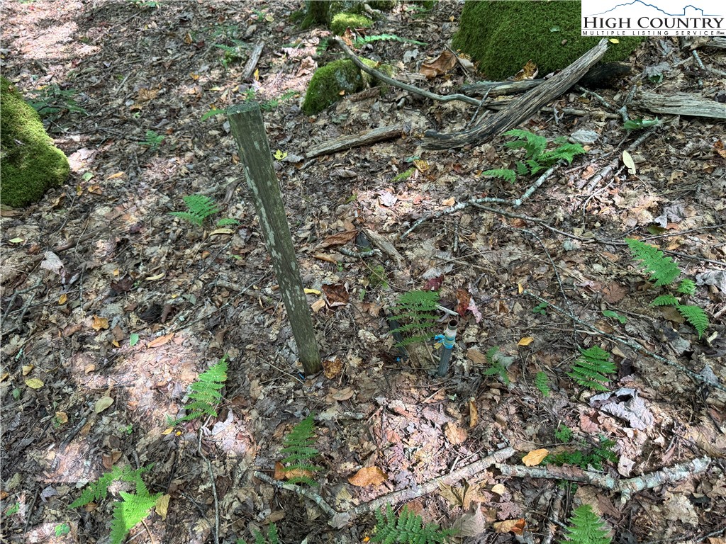 217 Sawmill Branch Road Beech Mountain, NC 28604 - Photo 22 of 45 a picture of tree