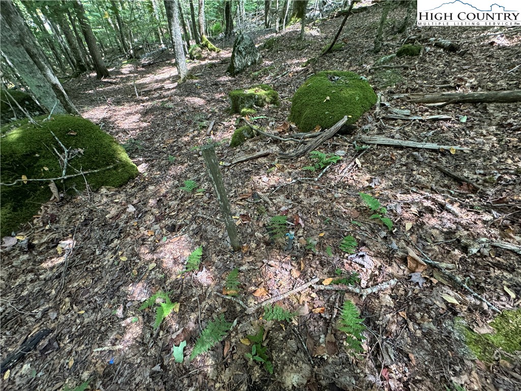 217 Sawmill Branch Road Beech Mountain, NC 28604 - Photo 23 of 45 a plant in a garden