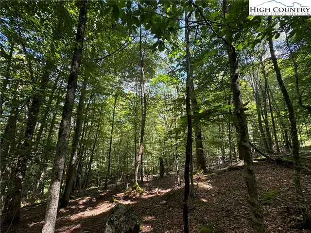 a view of a forest that has large trees