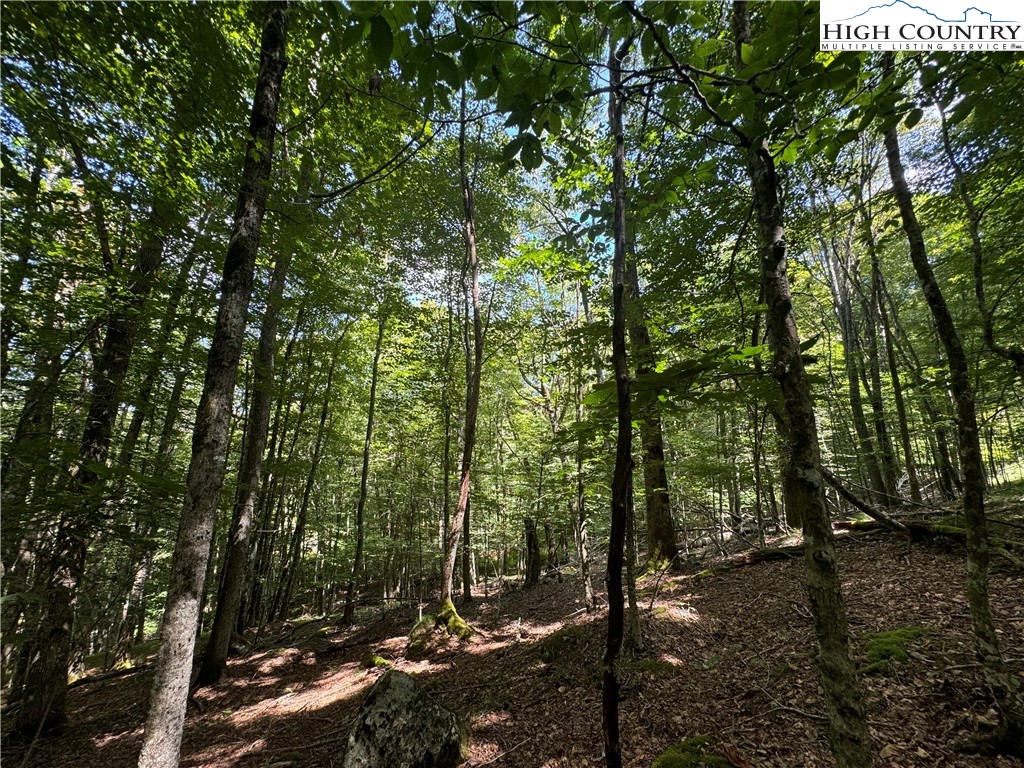 217 Sawmill Branch Road Beech Mountain, NC 28604 - Photo 27 of 45 a view of a forest that has large trees