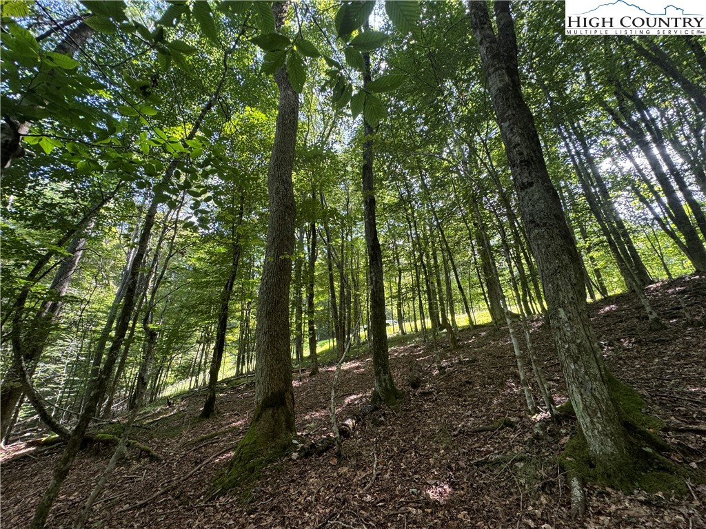 217 Sawmill Branch Road Beech Mountain, NC 28604 - Photo 28 of 45 a view of forest