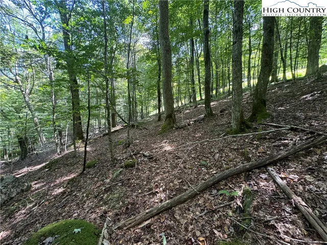 a view of a forest with trees in the background