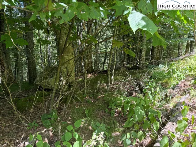 a view of a plant in a garden