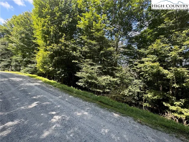 a view of a forest with a tree