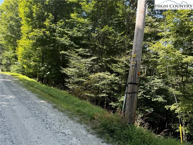 a view of a yard with plants and large trees