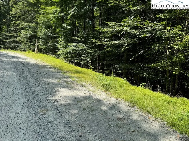 a view of a yard with plants and large trees