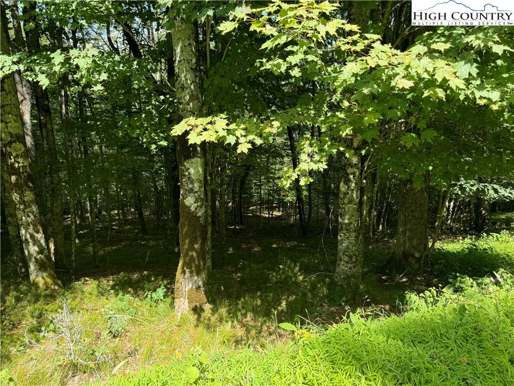 217 Sawmill Branch Road Beech Mountain, NC 28604 - Photo 45 of 45 a view of a yard