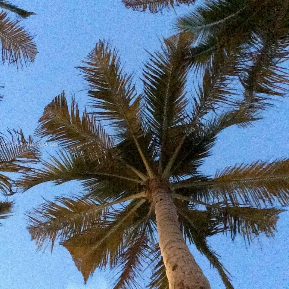 200 23rd Street, Unit 203 Miami Beach, FL 33139 - Photo 59 of 79 a view of a palm trees in a yard
