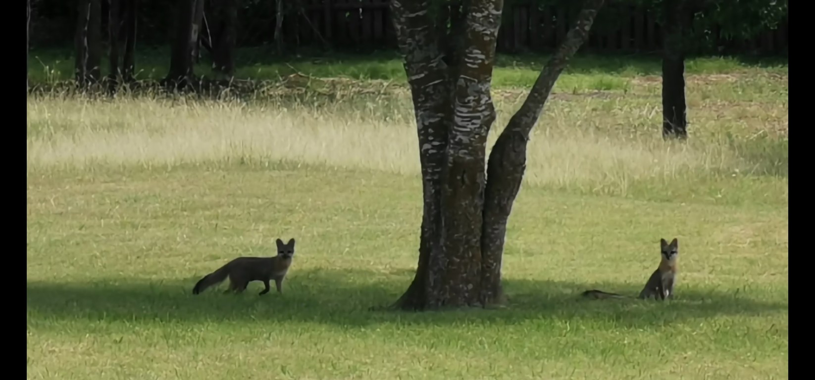 1701 Sycamore Street Temple, TX 76502 - Photo 13 of 20 a view of a garden