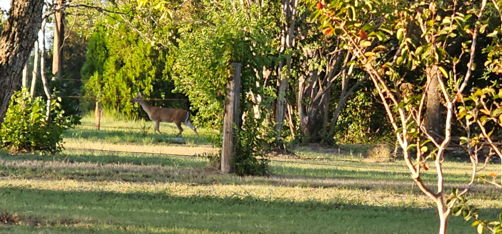 1701 Sycamore Street Temple, TX 76502 - Photo 18 of 20 a view of backyard with swimming pool and green space