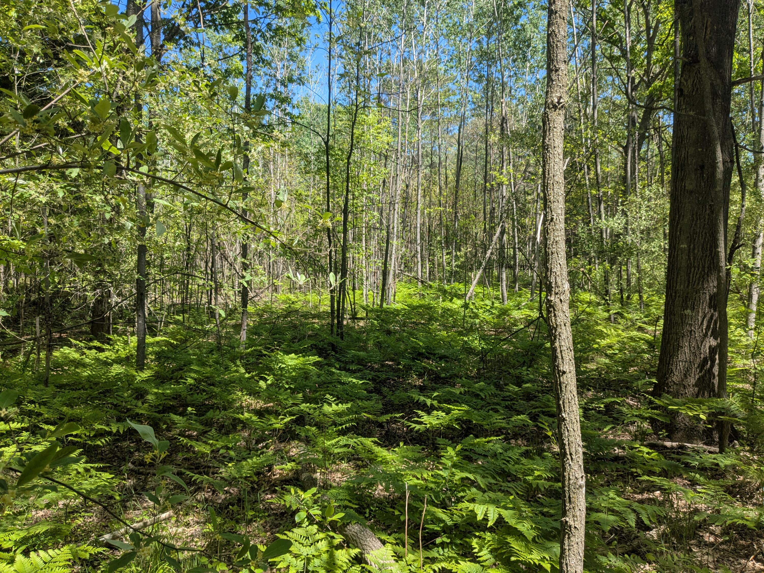 40 Ac V/l Clements Road Kaleva, MI 49645 - Photo 5 of 5 Nicely wooded