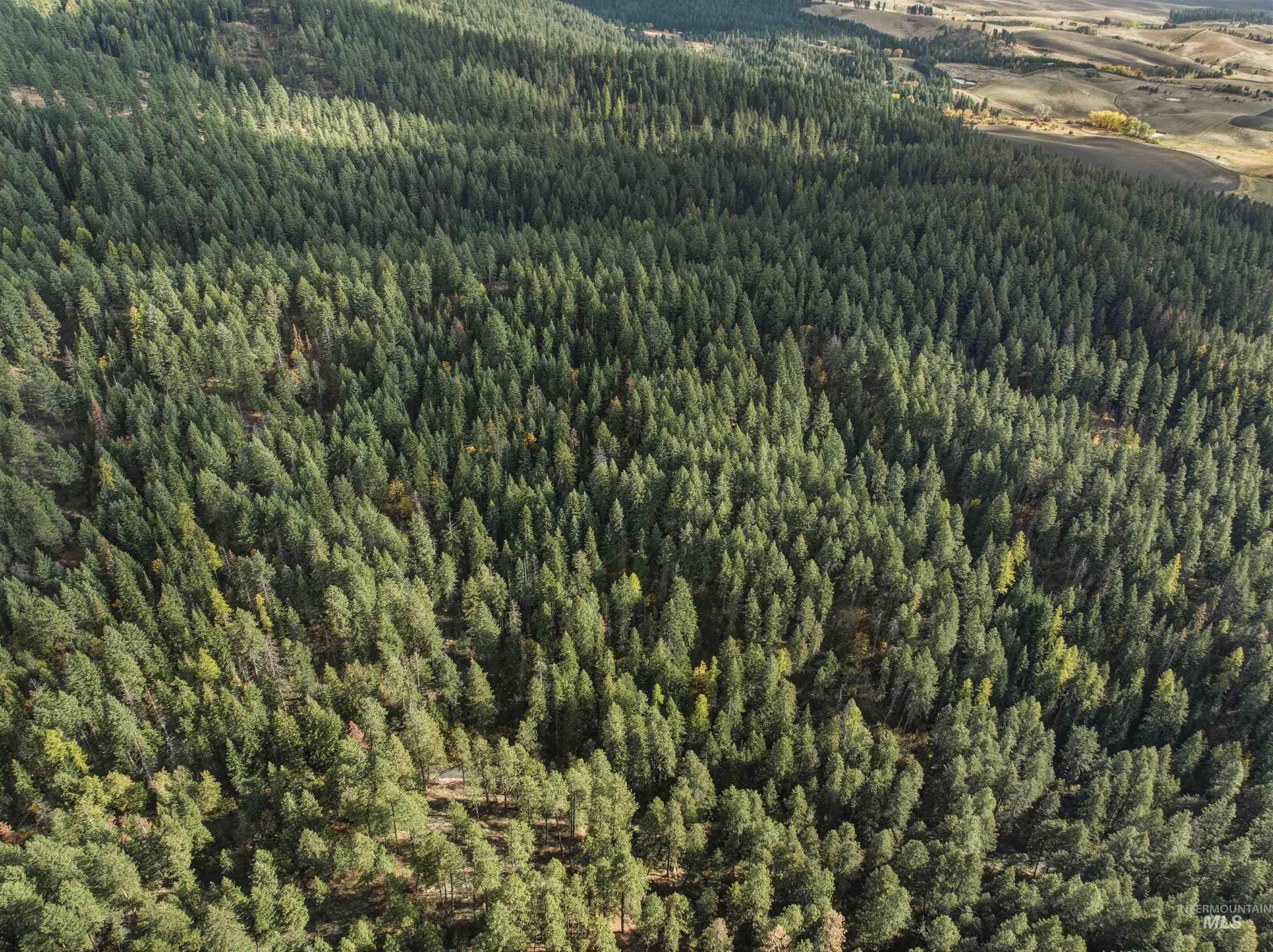 Tbd Foothill Road Moscow, ID 83843 - Photo 5 of 8